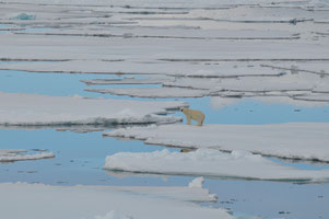 Der Eisbär – Symboltier des Klimawandels, Foto: Birgit Lutz