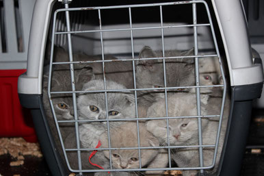 Die beschlagnahmten Katzenwelpen wurden von den Tierschützern ins Tierheim Feucht gebracht. Copyright: Deutscher Tierschutzbund Landesverband Bayern