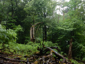 Das Foto stammt von Christian Stierstorfer und zeigt eine kleine „Wildnisinsel“ in seinem eigenen Privatwald.