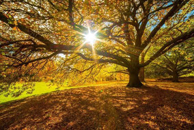 Goldener Herbst: Von den Alpen bis zu den Küsten wird es am Wochenende richtig schön, Foto: WetterOnline