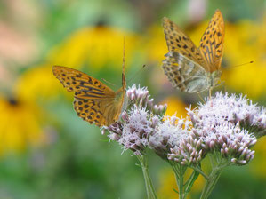 Wer im eigenen Garten etwas für Insekten tun möchte, sollte auf heimische Blühpflanzen setzen. Der Kaisermantel mag Dost, Disteln und Brombeeren besonders gerne. Foto: Birgit Helbig