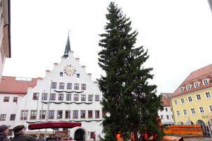 Baum wird mit Kran eingehoben. Foto: Dr. Franz Janka/Stadt Neumarkt
