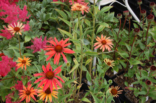 Fotos: Kreisverband für Gartenbau und Landespflege