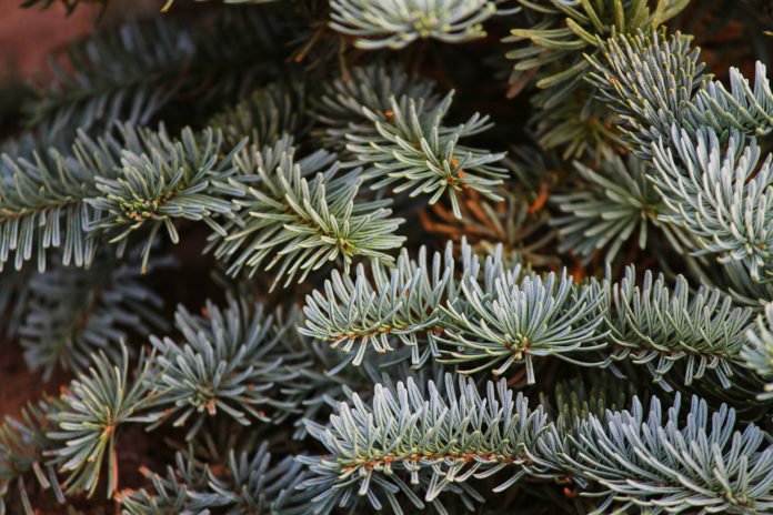 Stadt sucht Christbäume für das Stadtgebiet
